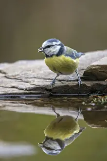 Blue tit, parus caeruleus, bath