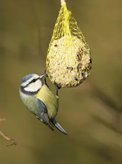 Blue tit (Parus caeruleus) on bird fat ball