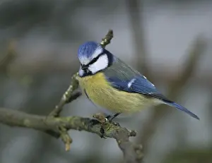 Blue tit, parus caeruleus, birds