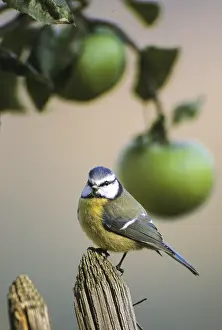 Blue tit, parus caeruleus, birds