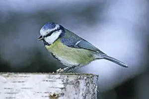 Blue tit, Parus caeruleus, Blue tit