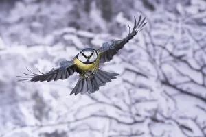Blue tit (Parus caeruleus), blue tit in flight