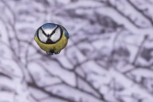 Blue tit (Parus caeruleus), blue tit in flight