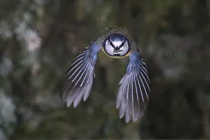 Blue tit (Parus caeruleus), blue tit in flight