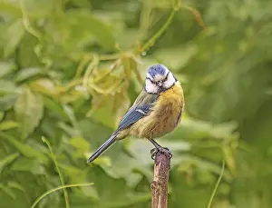 Framed Print : Blue tit Parus caeruleus' Blue tit Parus caeruleus