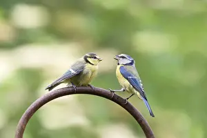Blue tit (Parus caeruleus) (Cyanistes caeruleus) Lower Saxony