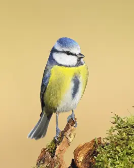 Blue tit (Parus caeruleus), direct view