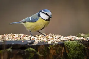 Blue tit (Parus caeruleus) at a feeding site