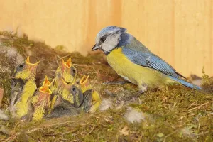 Blue tit (Parus caeruleus), feeding twelve-day-old young birds in the nesting box
