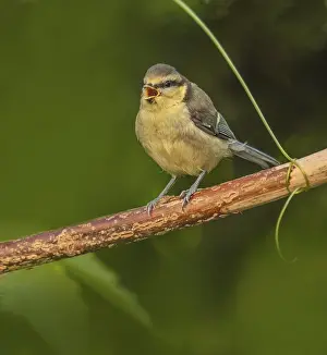 Blue tit Parus caeruleus? fledgling<br> Blue tit Parus caeruleus? fledgling