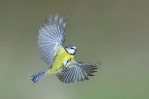 Blue tit (Parus caeruleus) in flight