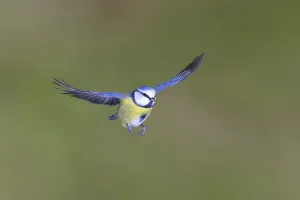 Blue tit (Parus caeruleus) in flight