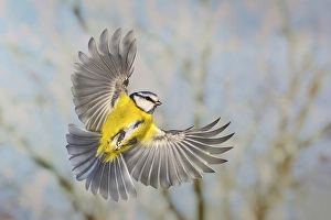 Blue tit (Parus caeruleus), in flight