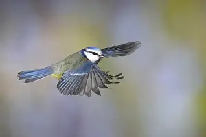 Blue tit (Parus caeruleus) in flight