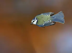 Blue Tit (Parus caeruleus), in flight