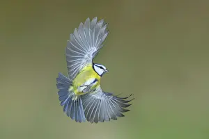Blue tit (Parus caeruleus) in flight