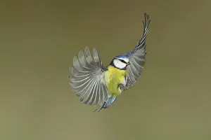 Blue Tit (Parus caeruleus) in flight