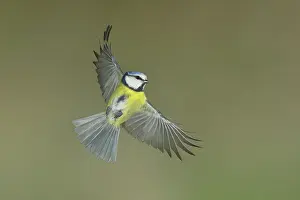 Blue tit (Parus caeruleus) in flight