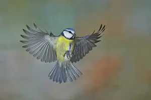 Blue Tit (Parus caeruleus) in flight