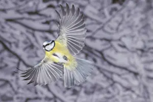 Blue tit (Parus caeruleus) in flight