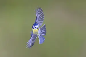 Blue tit (Parus caeruleus) in flight