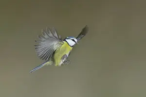 Blue tit (Parus caeruleus) in flight