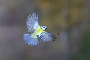 Blue tit (Parus caeruleus) in flight