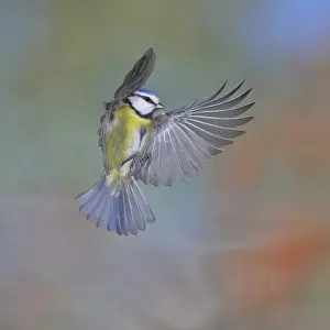 Blue tit (Parus caeruleus) in flight