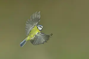Blue tit (Parus caeruleus) in flight