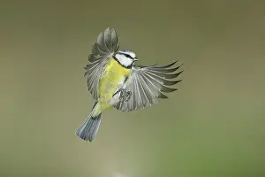 Blue tit (Parus caeruleus) in flight
