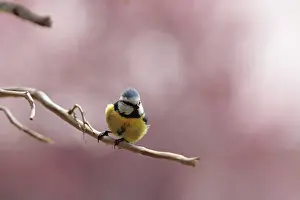 Blue Tit (Parus caeruleus), fluffed up