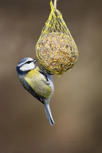 Blue tit (Parus caeruleus) hanging on a fat ball