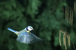 Blue Tit (Parus caeruleus), Hessen, Germany