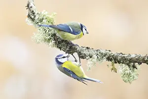 Blue tit (Parus caeruleus), pair exercising on a branch overgrown with lichen
