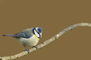 Blue Tit (Parus caeruleus) perched on a branch
