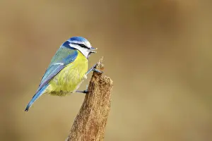 Blue Tit (Parus caeruleus) perched on a branch