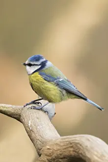 Blue Tit (Parus caeruleus) perched on a branch