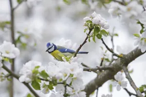 Blue tit (Parus caeruleus) perched in flowering