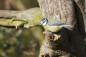 Blue Tit (Parus caeruleus) perched on a tree