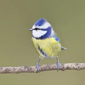 Blue tit (Parus caeruleus), sitting on a branch