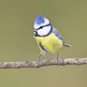 Blue tit (Parus caeruleus), sitting on a branch