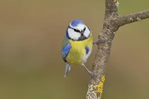 Blue tit (Parus caeruleus), sitting on a branch