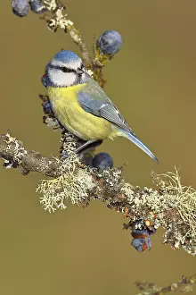 Blue tit (Parus caeruleus), sitting on a branch in a blackthorn bush