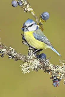 Blue tit (Parus caeruleus), sitting on a branch in a blackthorn bush