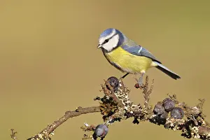 Blue tit (Parus caeruleus), sitting on a branch in a blackthorn bush