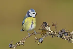 Blue tit (Parus caeruleus), sitting on a branch in a blackthorn bush