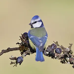 Blue tit (Parus caeruleus), sitting on a branch in a blackthorn bush