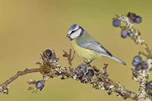 Blue tit (Parus caeruleus), sitting on a branch in a blackthorn bush