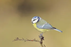 Blue tit (Parus caeruleus), sitting on a branch in a blackthorn bush
