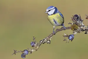 Blue tit (Parus caeruleus), sitting on a branch in a blackthorn bush